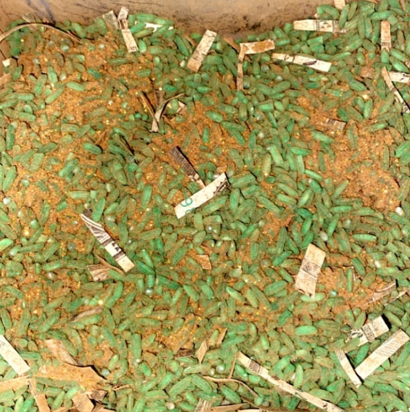 Ritual Money Rice